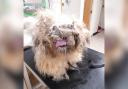 Morris the dog had to have 1.3 kilograms of matted fur shaved off