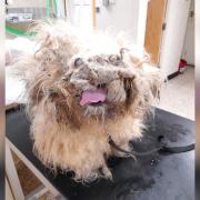 Morris the dog had to have 1.3 kilograms of matted fur shaved off