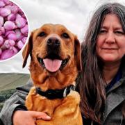 Rachel Bean with her dog Chilli and spring bulbs (inset)