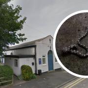 The adder was found by a woman who was gardening at the Moravian Church, Royton