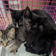 The three kittens were found abandoned in a wooded patch in Royton