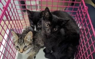 The three kittens were found abandoned in a wooded patch in Royton