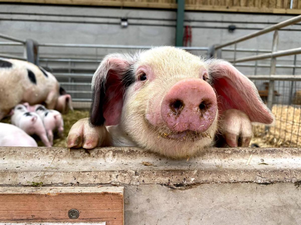 Animal adoption plea at popular Oldham petting farm | The Oldham Times