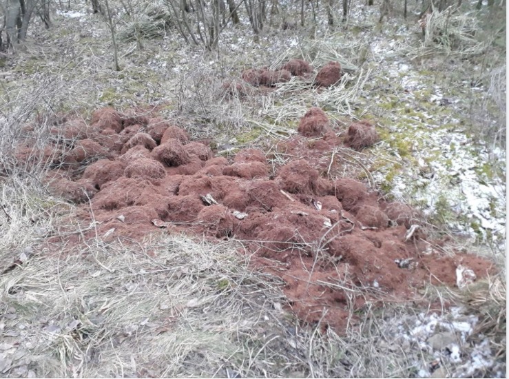 The remains of a cannibis farm dumped on February 11 at Ashton Moss Nature Reserve