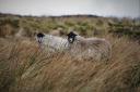 Sheep out on Smithills moors by Henry Lisowski