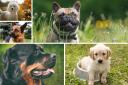 5 dog breeds named among the most expensive in the UK. Credit: Canva