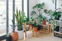 YouGarden tips to keep your house plants alive and thriving (Canva)