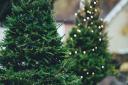 Royton won't be having its Christmas tree at the end of Shaw Road this year