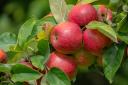Experts reveal how to grow your own fruit tree and save money on your shopping bill (Canva)