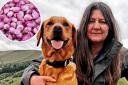 Rachel Bean with her dog Chilli and spring bulbs (inset)
