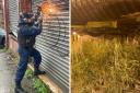 A police officer during the raid and some of the cannabis plants seized