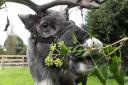 A heartbroken reindeer is searching for a new friend so he doesn't have to spend Christmas alone