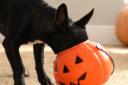 Experts have highlighted four common Halloween foods that can be toxic to dogs, including chocolate