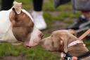 The government has announced key dates regarding the ban of the American XL Bully dog breed in England and Wales