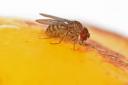 Apple Cider Vinegar and washing-up liquid is recommended for getting rid of fruit flies by Good Housekeeping, Country Living and more.