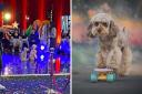 The performing pooches and the dog trainer hope to make it through to the televised show
