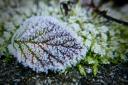 Frost can be very damaging to plants and grass