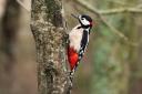 Great Spotted Woodpecker by Janice Sutton
