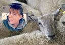 Shepherd Claire Crowther, inset, has been left heartbroken after the attack on the rare breed sheep