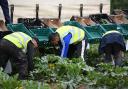 Vegetable pickers work to harvest courgettes. Picture: PA