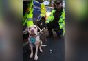 The dog with police