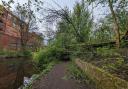 The fallen tree on the canal towpath