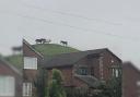 Sparthfield the donkey can be heard by residents from on top of his hill