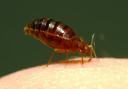 Bed bugs have become Oldham's top pest in recent weeks