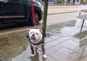 The bulldog was found wandering the streets of Oldham
