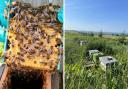 British bees are at risk, says Cllr Howard Sykes