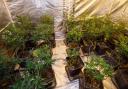 Cannabis plants were found by police in Failsworth