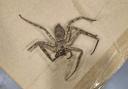Huntsman spider found in an Oldham warehouse this week