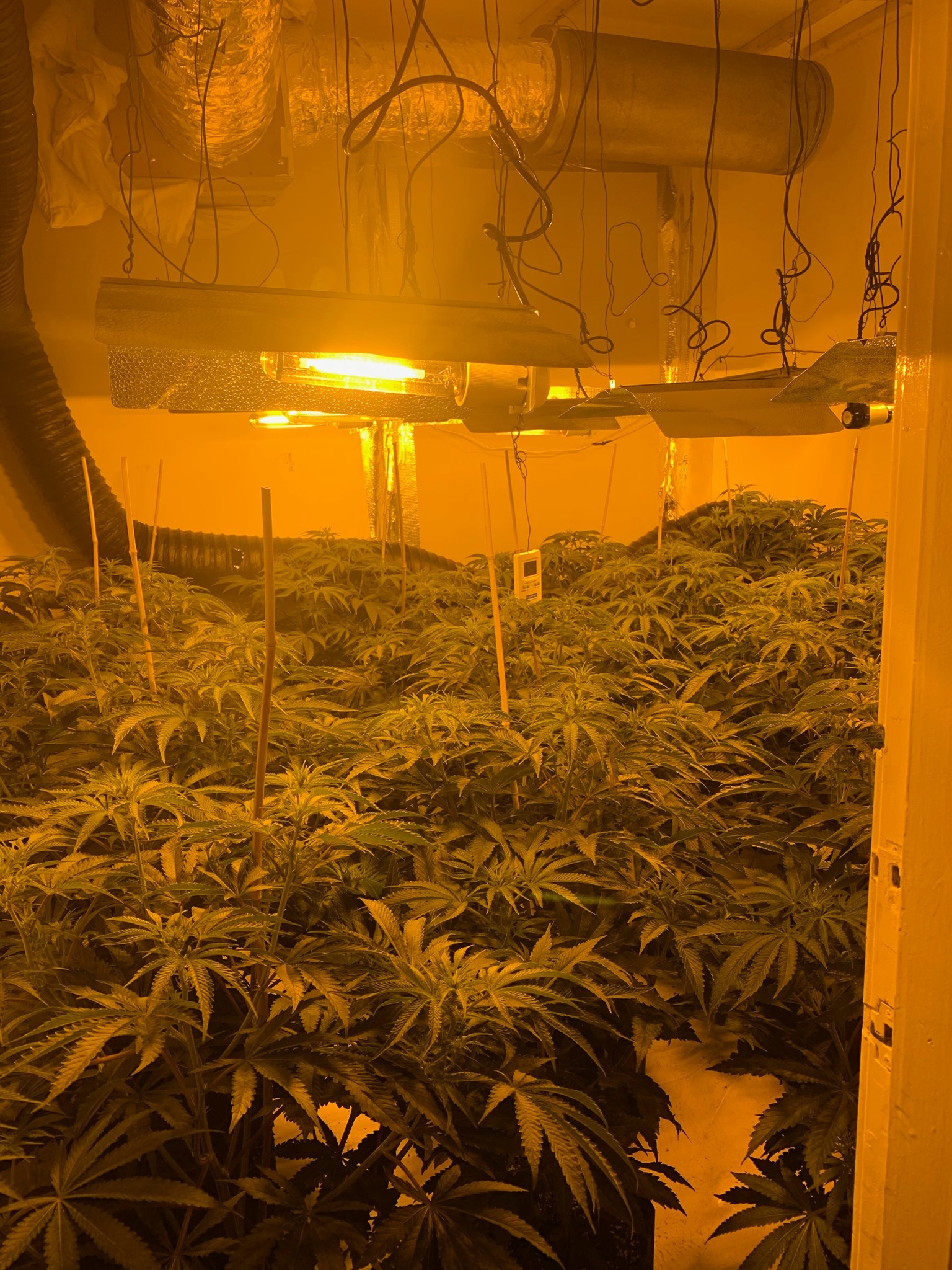 The cannabis farm that police found