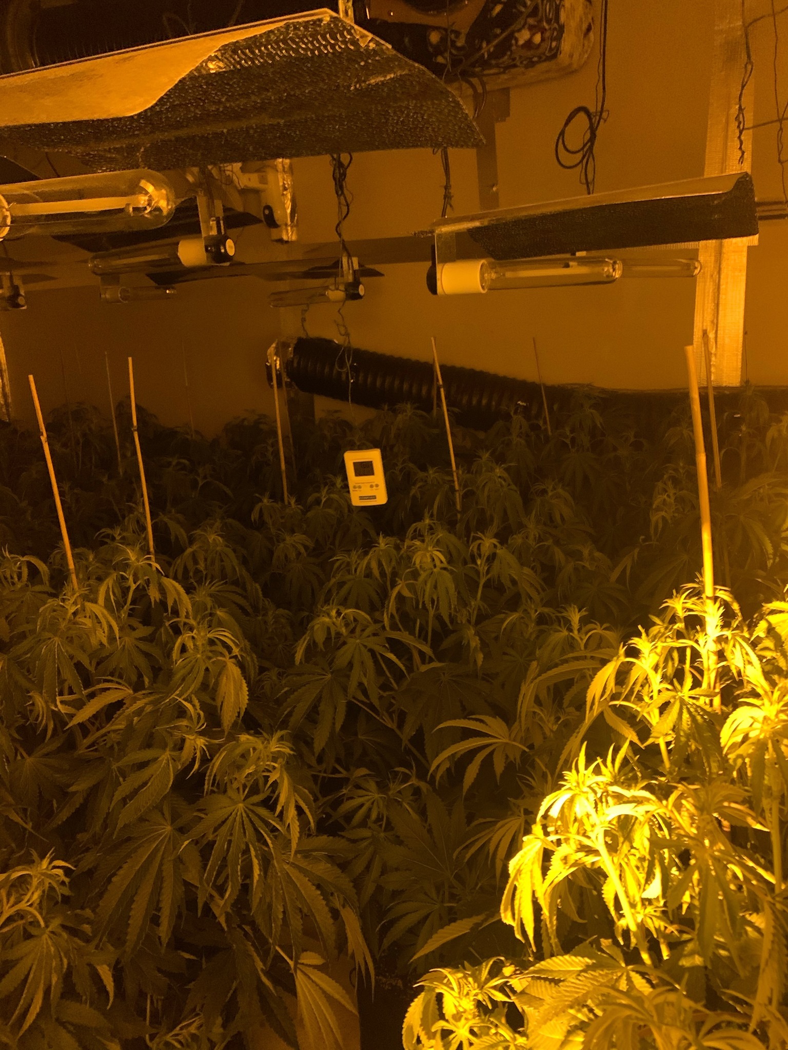 The cannabis farm that police found
