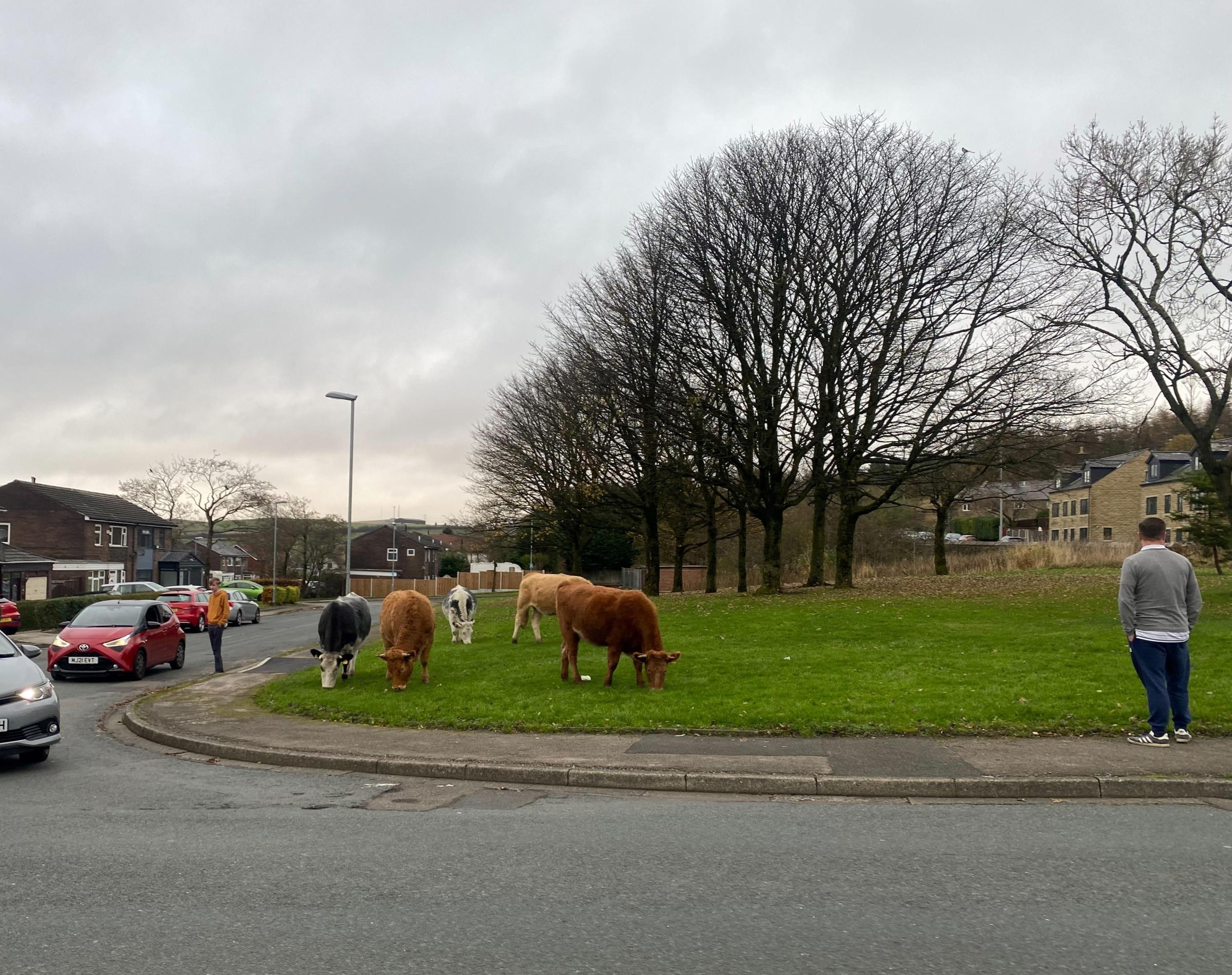 Residents were left puzzled by the cows impromtu visit.