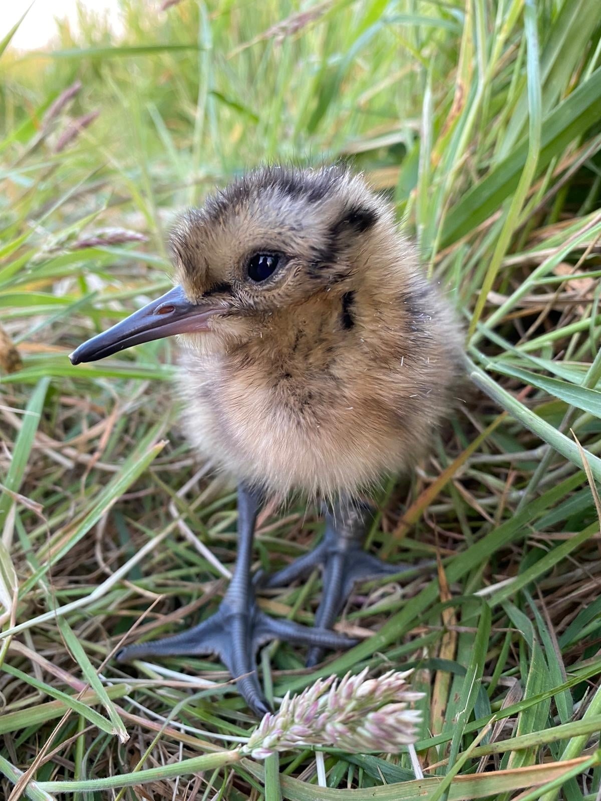 A baby curlew (Picture: Lough Neagh Landscape)