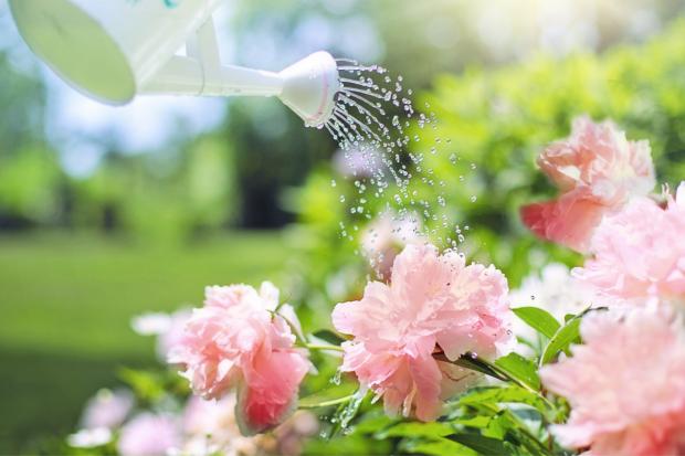 The Oldham Times: A watering can watering some pink flowers. Credit: Canva