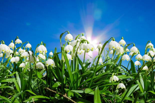 The Oldham Times: Snowdrops. Credit: Canva