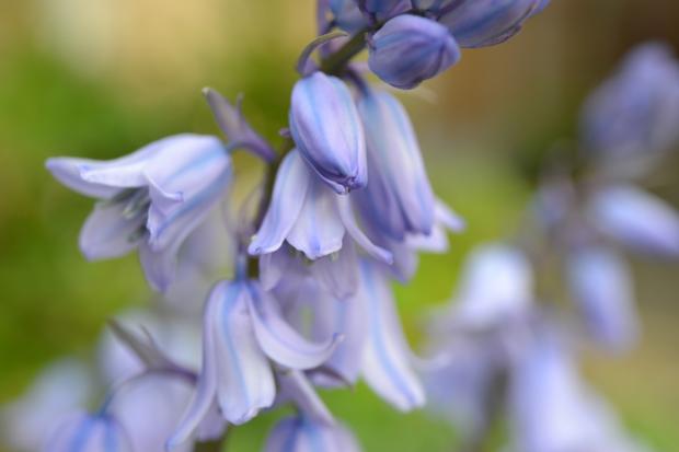The Oldham Times: Bluebells. Credit: Canva