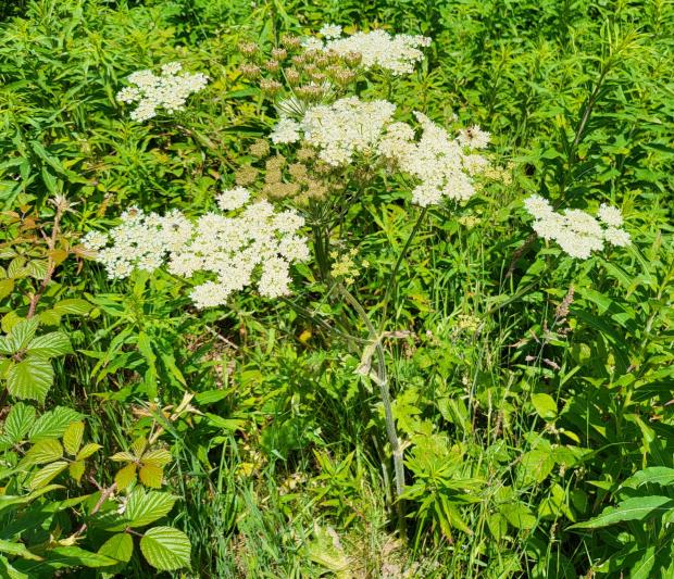 The Oldham Times: Giant Hogweed growing in Shaw