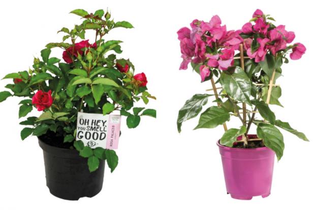 The Oldham Times: (left) garden rose and (right) bougainvillea (Lidl/Canva)