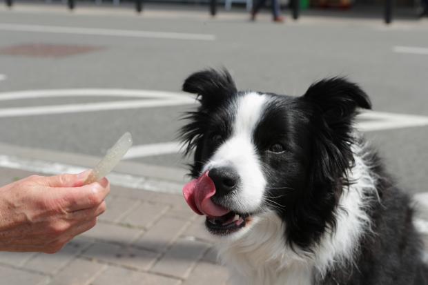 The Oldham Times: A dog licking its lips after trying the Woof & Brew Ice Pops (Morrisons)