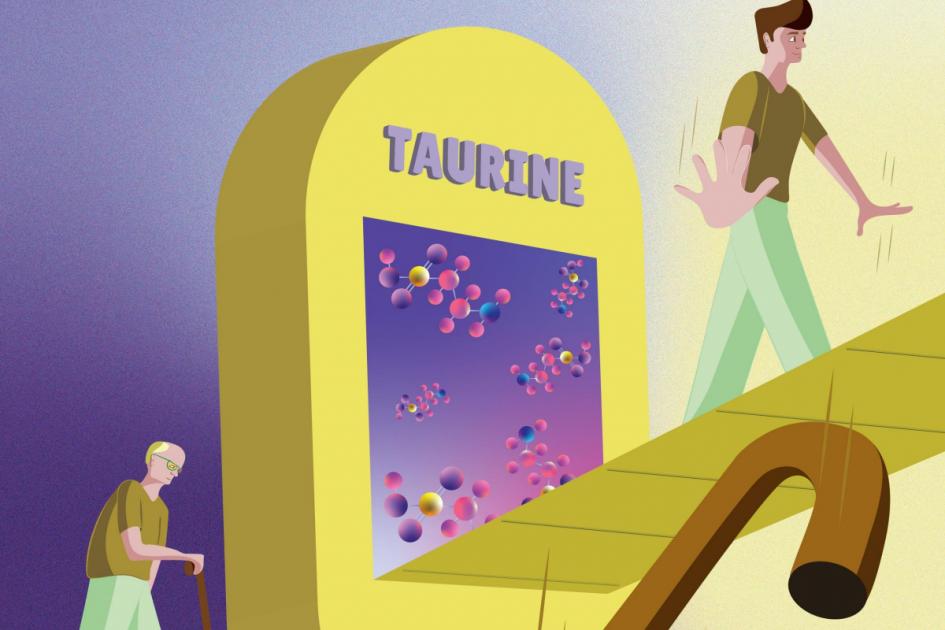 Taurine may slow ageing process, research suggests