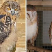 Eagle Owls and Barn Owls are among some of the animals who make Little Owl Farm their home