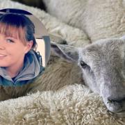Shepherd Claire Crowther, inset, has been left heartbroken after the attack on the rare breed sheep
