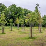 Trees planed in Oldham to commemorate the Queen's Platinum Jubilee