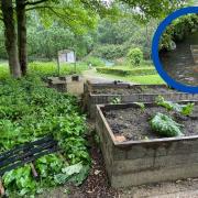 Incredible Edible Saddleworth has been hit by vandals twice in the space of a matter of weeks.