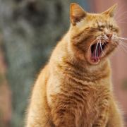 A yawning cat. Photo: Pixabay