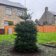Planting the new permanent tree cost more than £1,000
