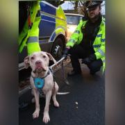 The dog with police